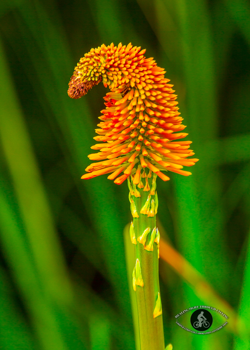 Flower gnomes hat - tritoma red hot poker