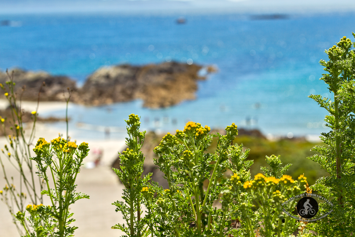 Flowers in front of beach - Ring of Kerry