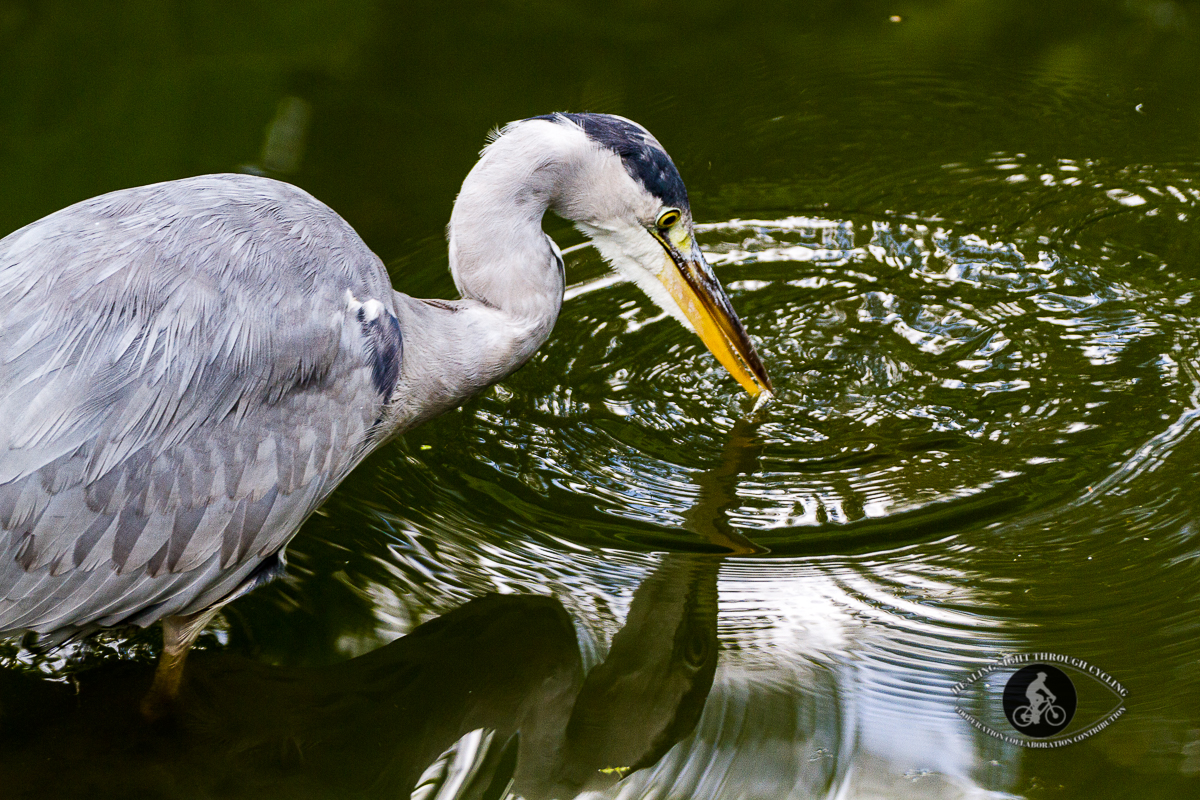 Grey Heron and reflection fishing