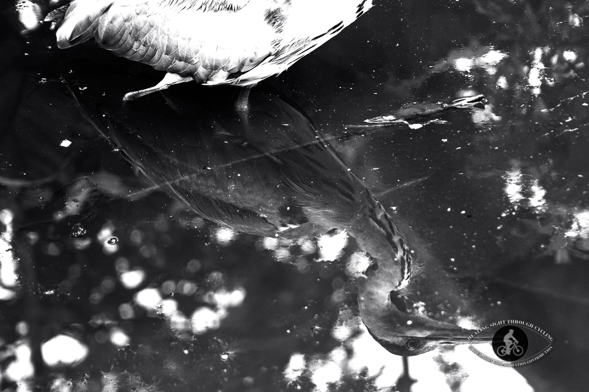 Grey Heron reflection - BW