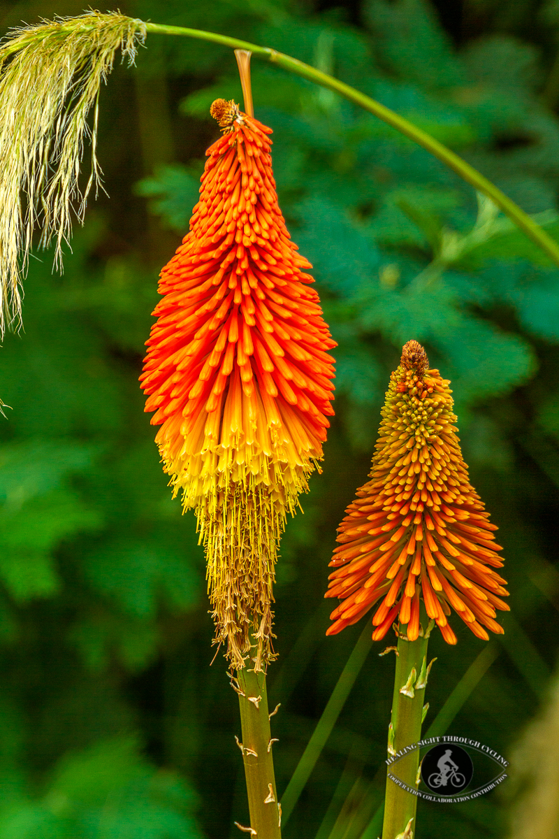 Orange flowers - Tritoma red hot poker