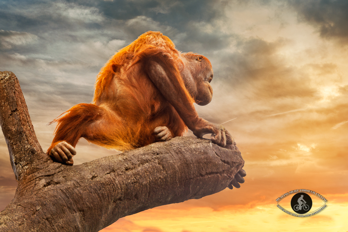 Orangutan - on branch looking away