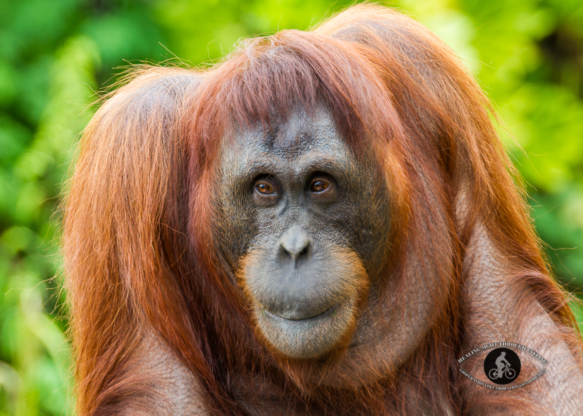 Orangutan with a smile - portrait