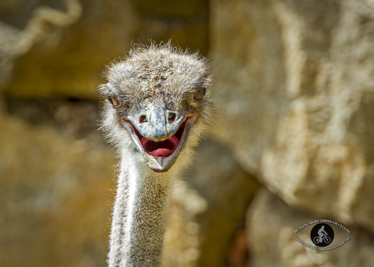 Ostrich laughing