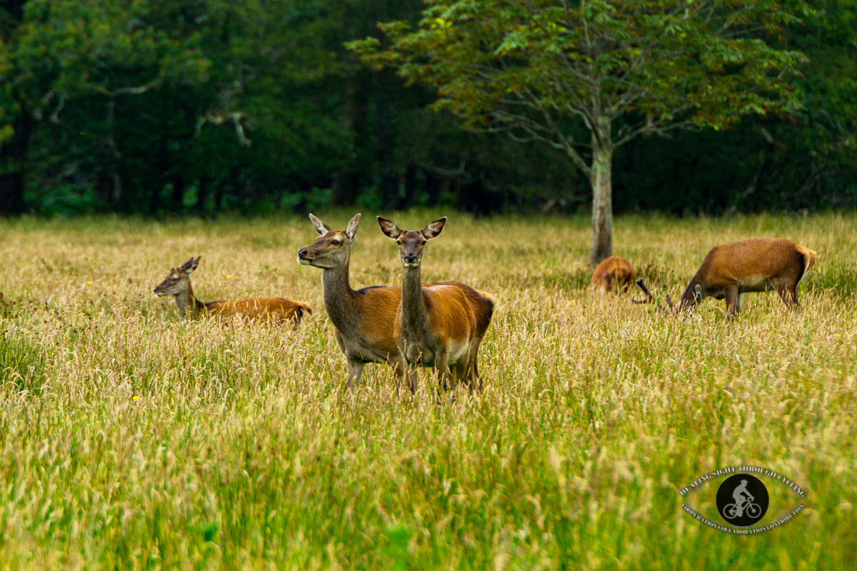 Red deer in Killarney National Park - County Kerry - 2