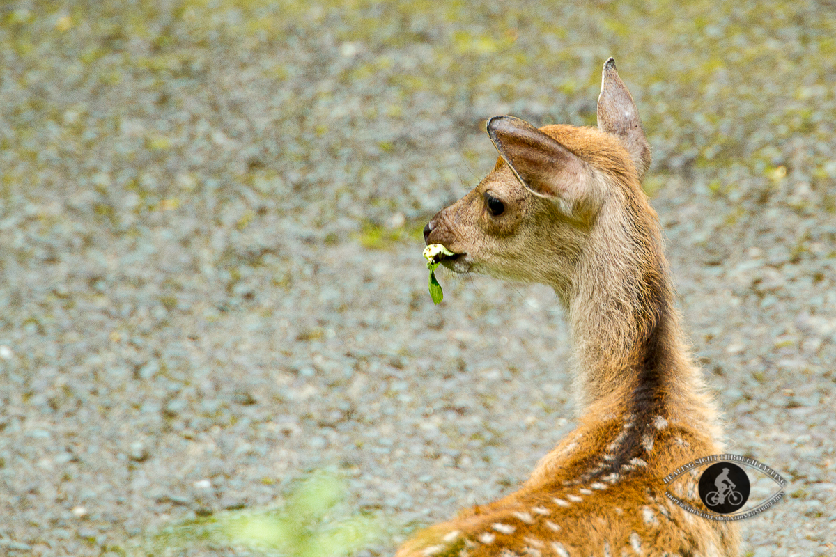 Red deer in Killarney National Park - County Kerry - Bambi eating a leaf