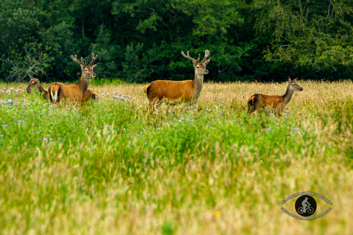 Red deer in Killarney National Park - County Kerry