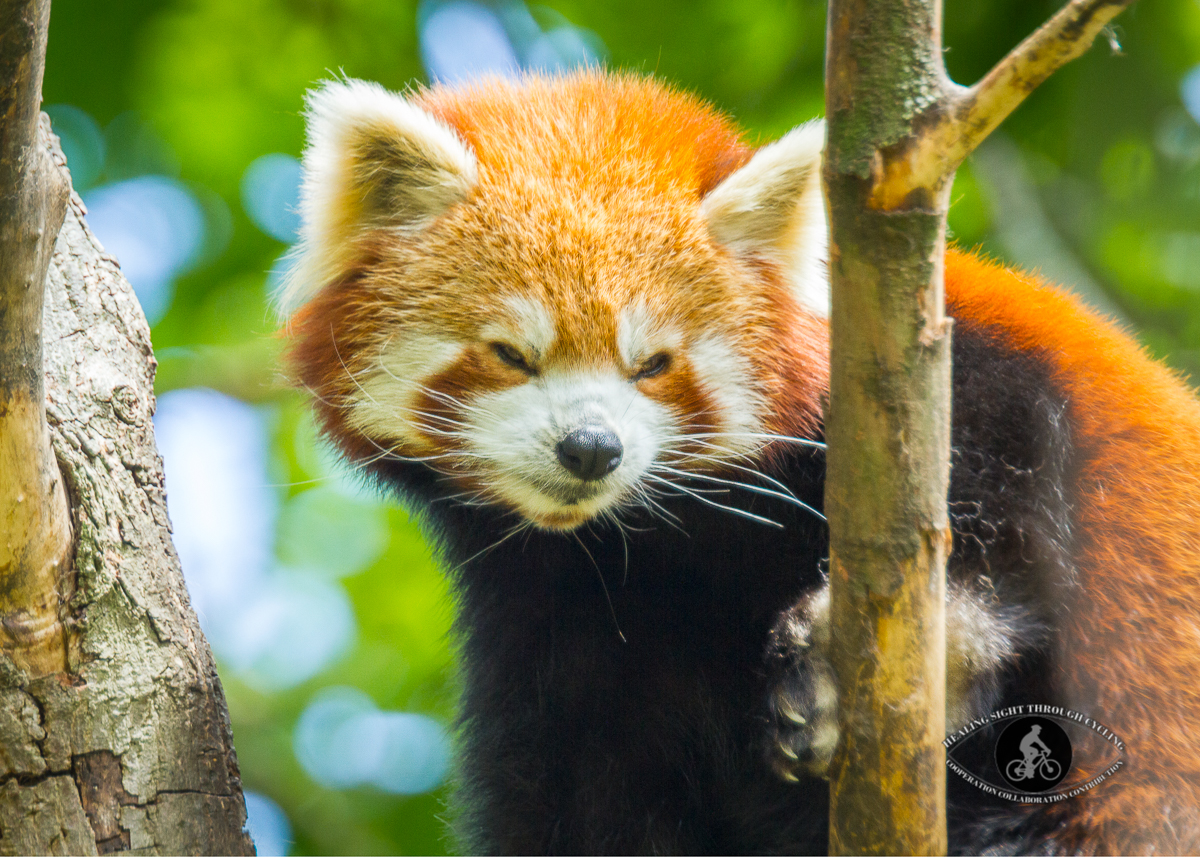 Red panda - funny smile