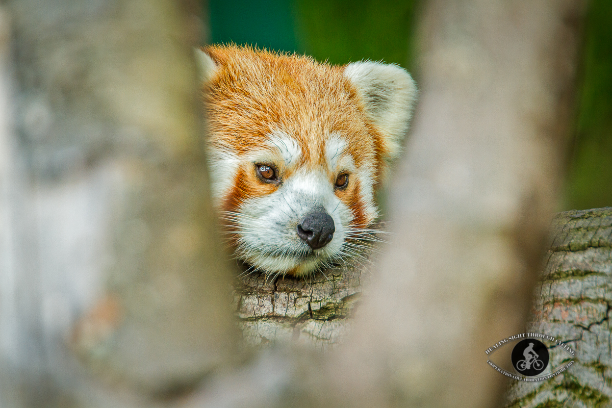 Red panda lying on a branch - face framed