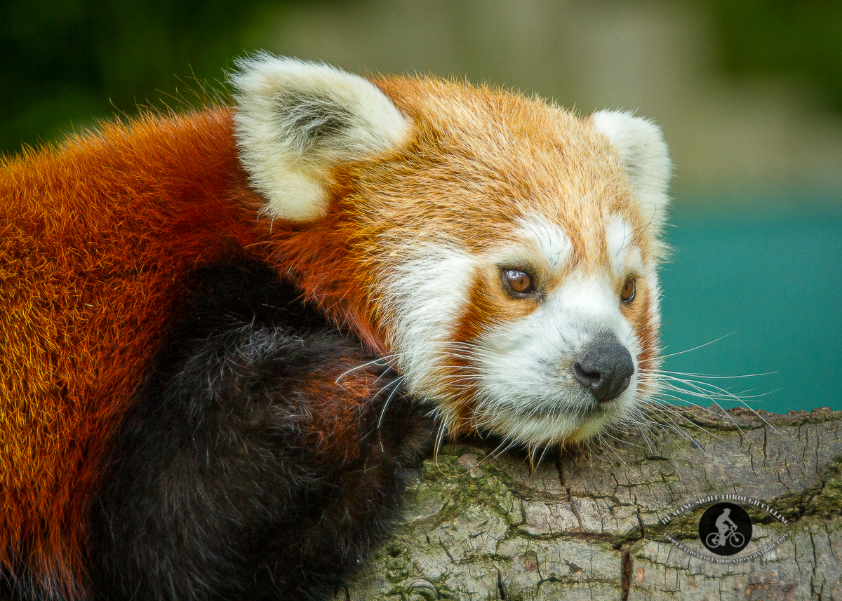 Red panda lying on a branch