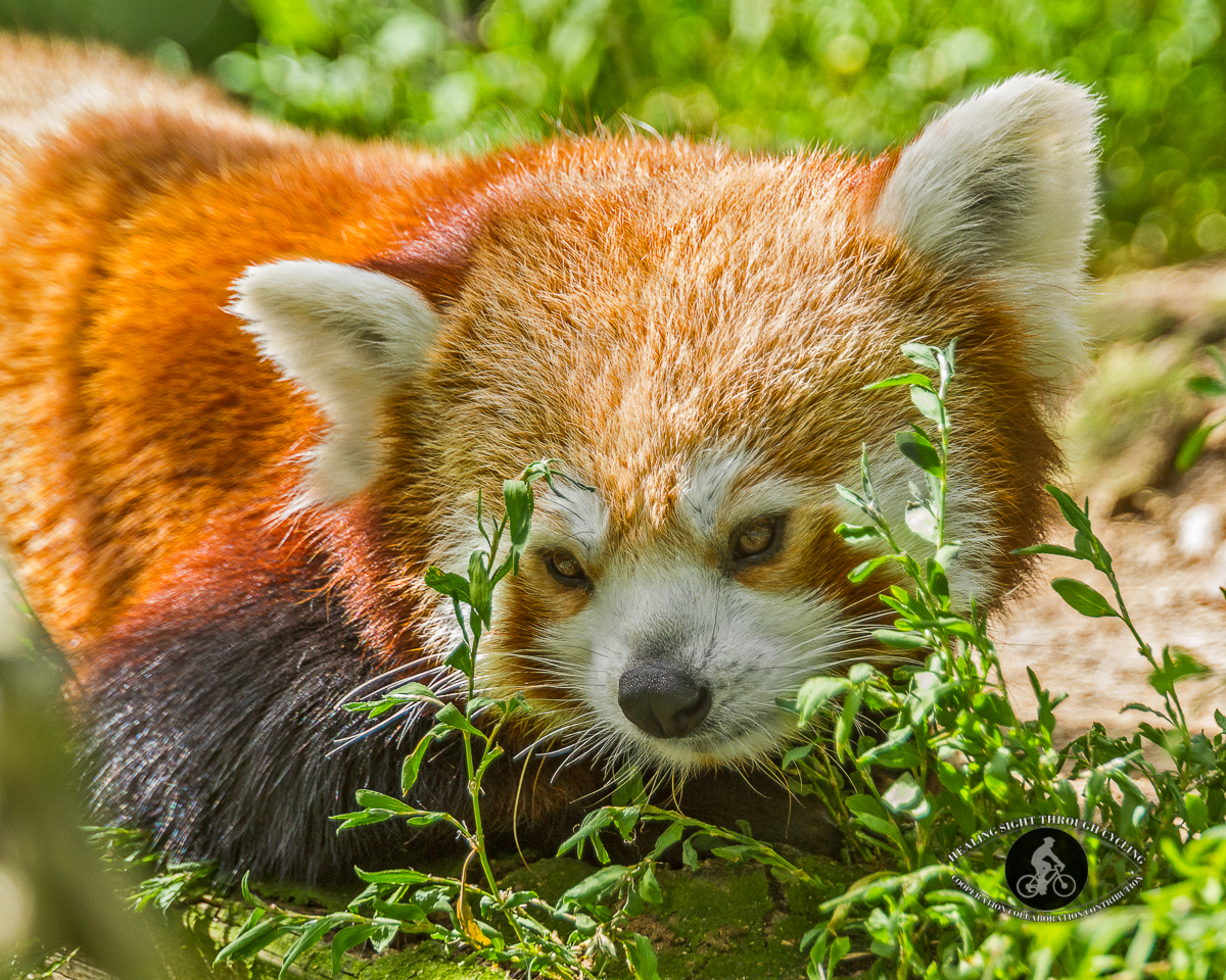 Red panda portrait
