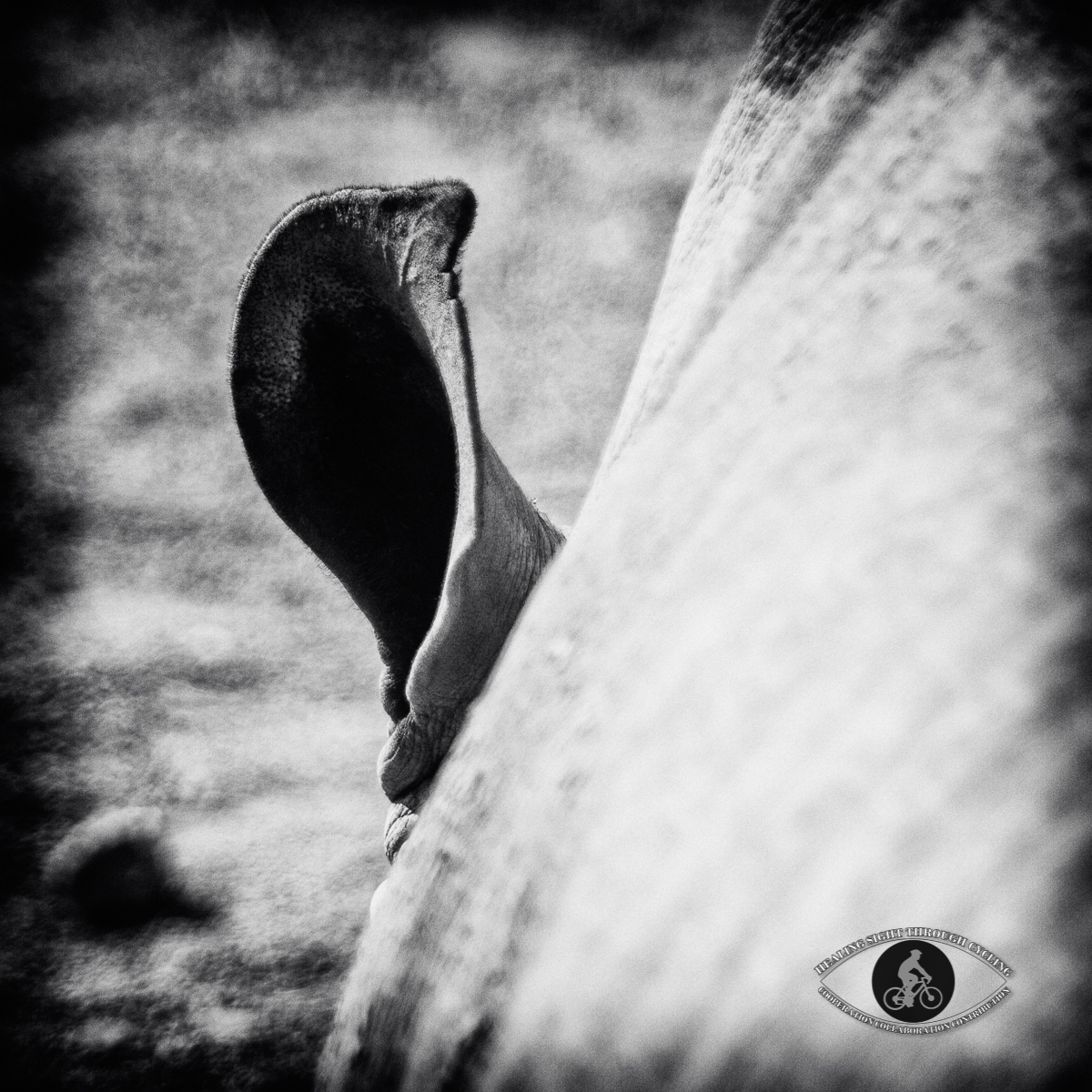 Rhinoceros ear - BW