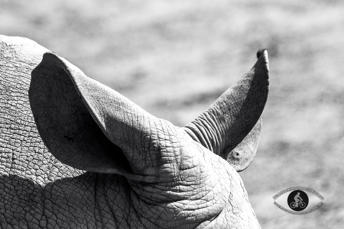 Rhinoceros ears - BW