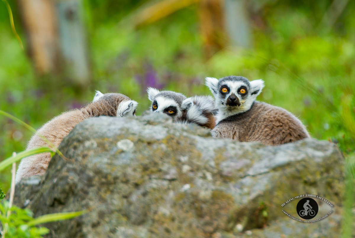 Ring Tailed Lemurs behind a rock