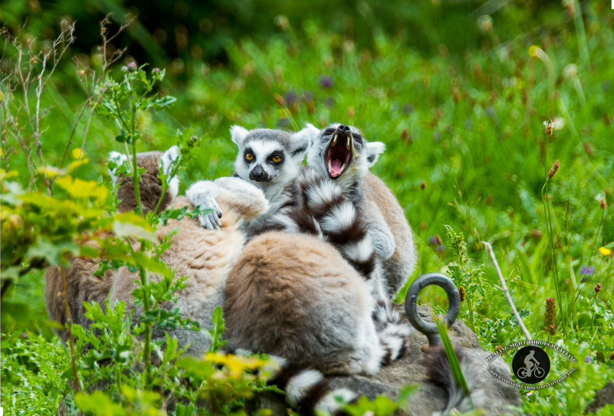 Ring Tailed Lemurs yawning