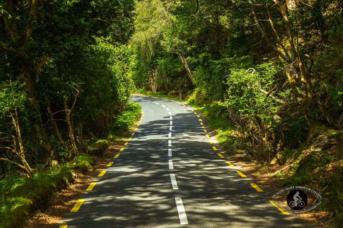 Road into the Killarney forest - County Kerry