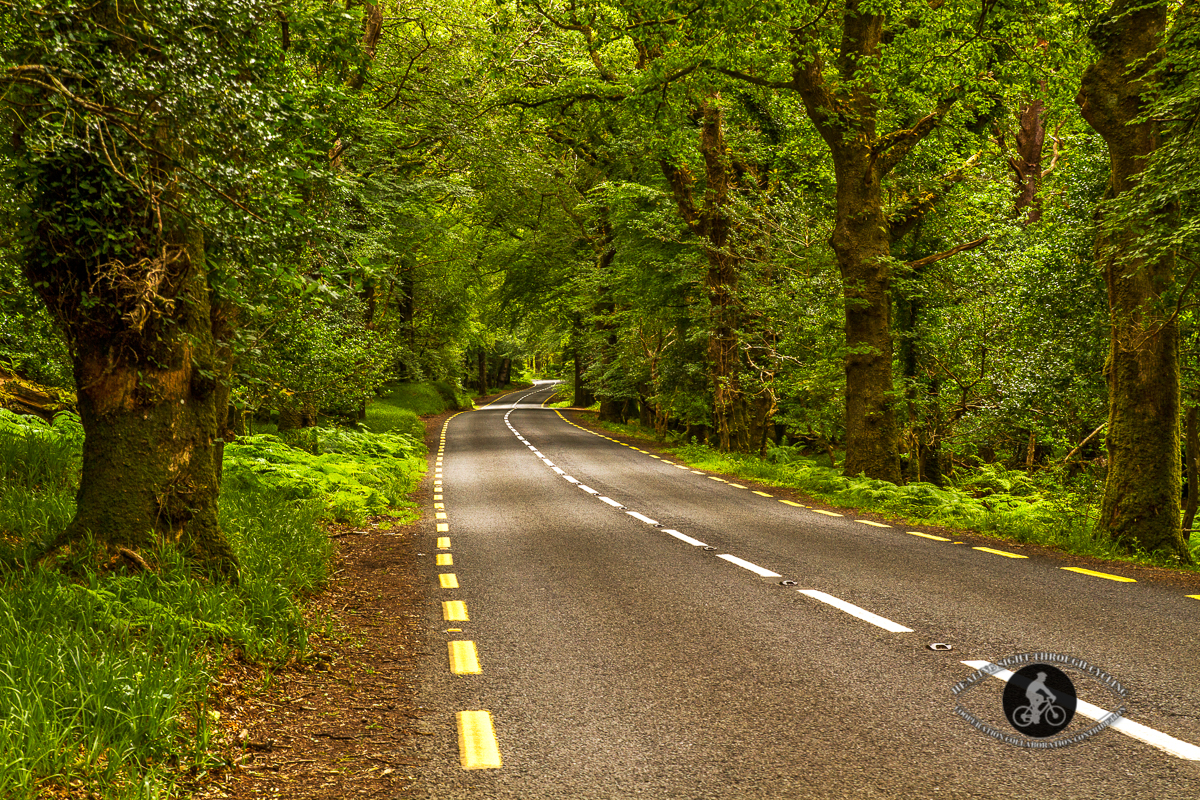 Road through the trees in Killarney National Forest