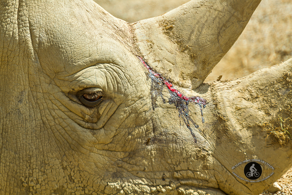 Wounded Rhinoceros