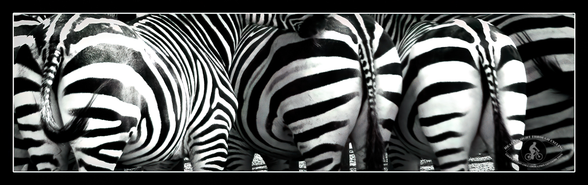 Zebra tails - BW