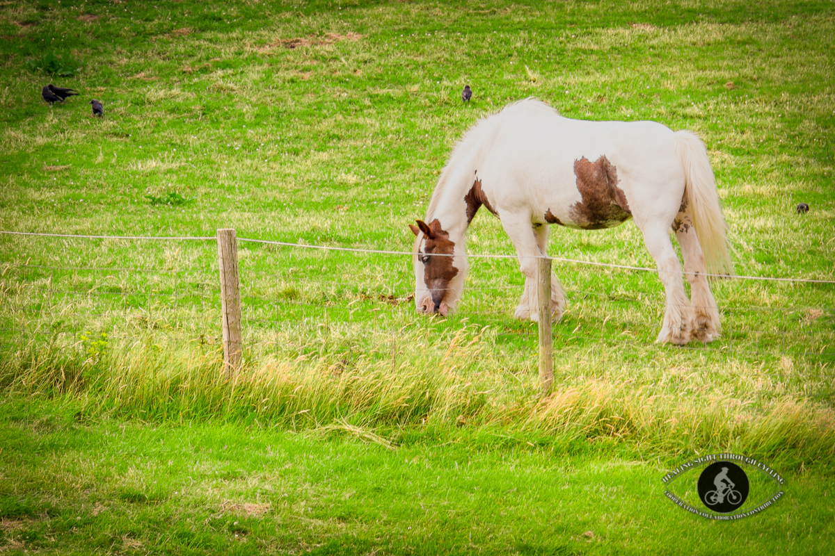 Horse grazing