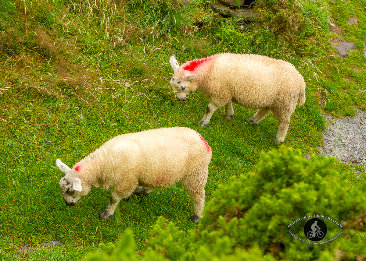 Lambs with red paint