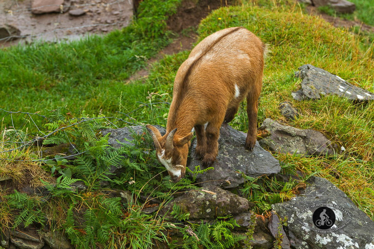 Pygmy goat eating