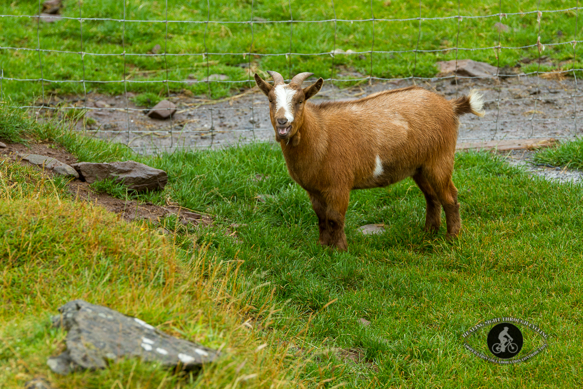 Pygmy goat smiling