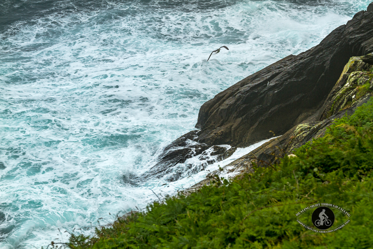 Seagull over waves in the Wild Atlantic Way near Dingle