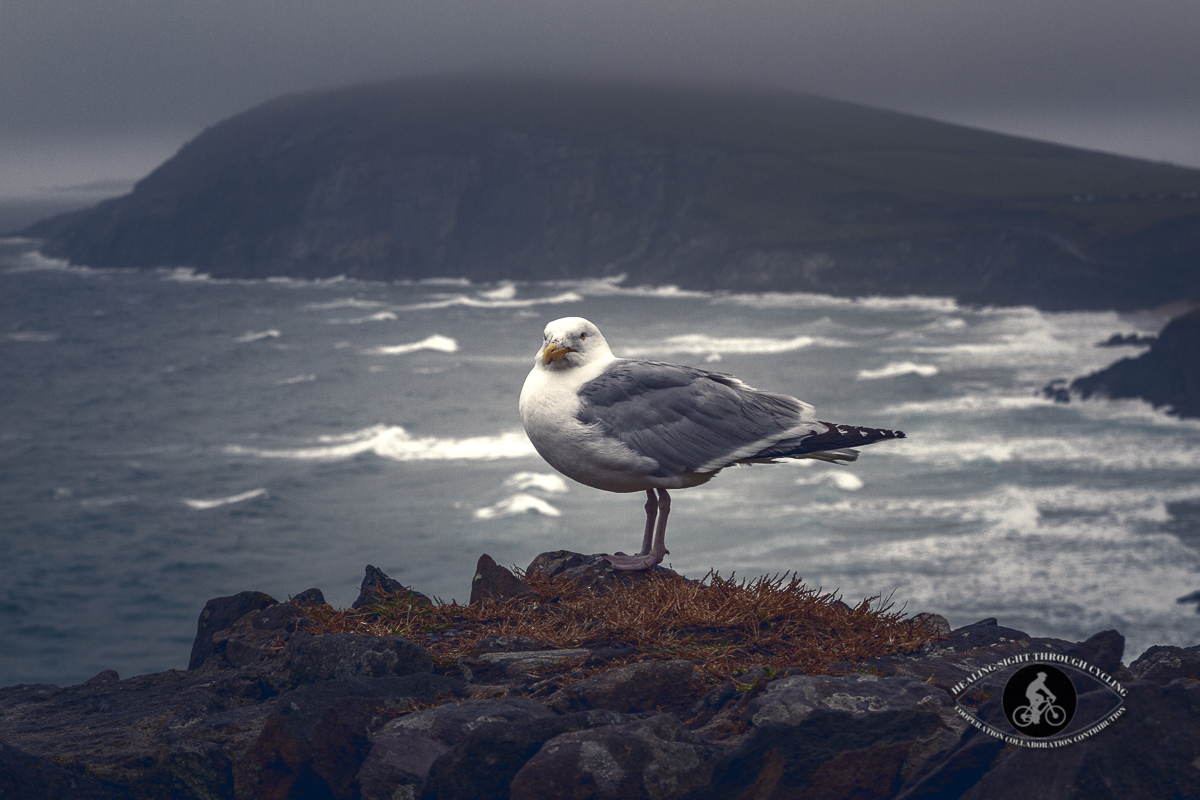 Seagull sitting on the rocks above a beach on the Dingle peninsula - foggy night