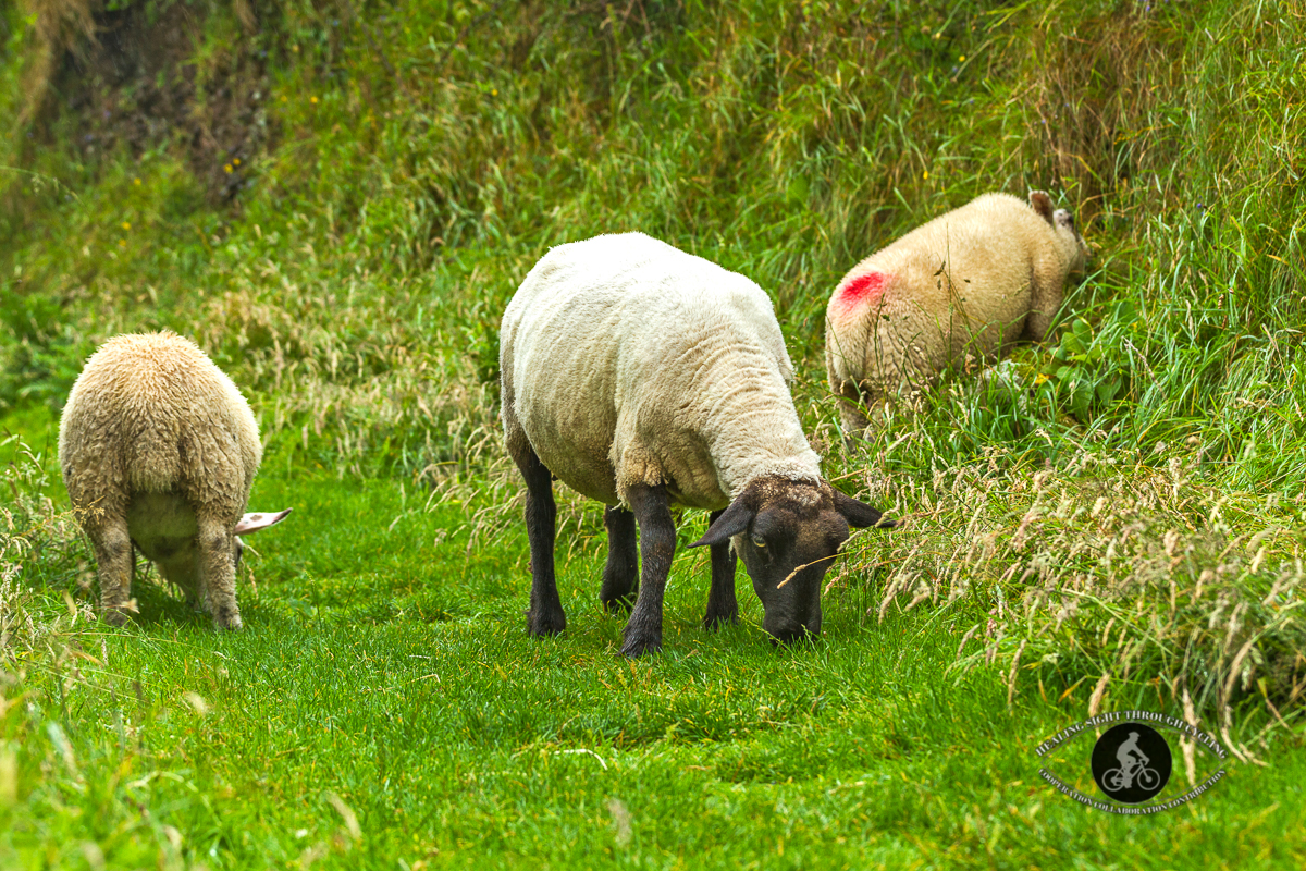 Sheep grazing