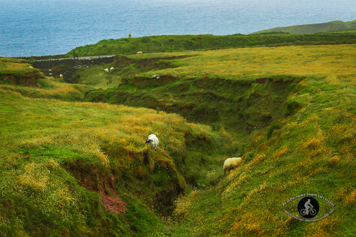 Sheep in a ditch