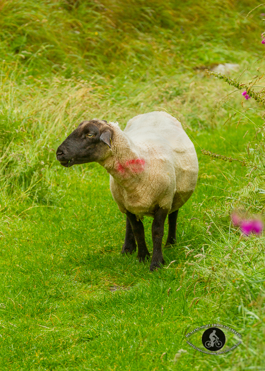 Sheep in the grass of a fairy fort