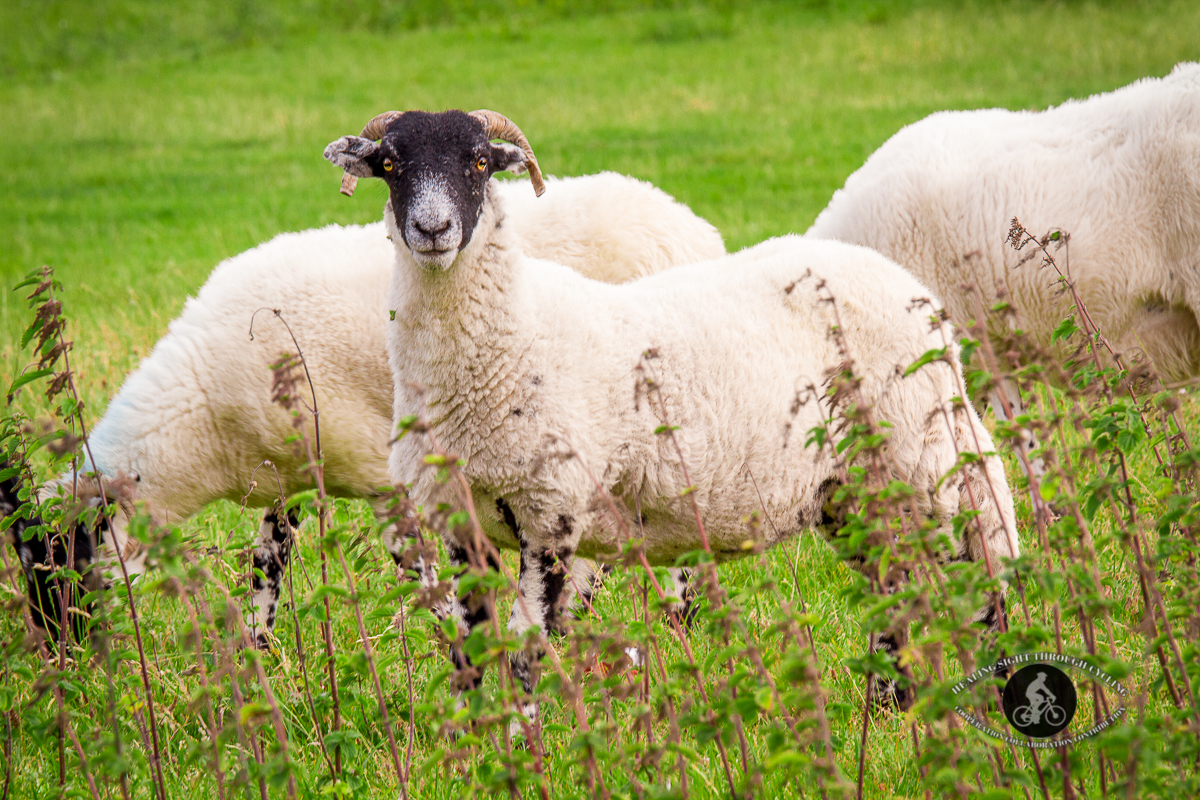 Sheep looking at the camera - smile