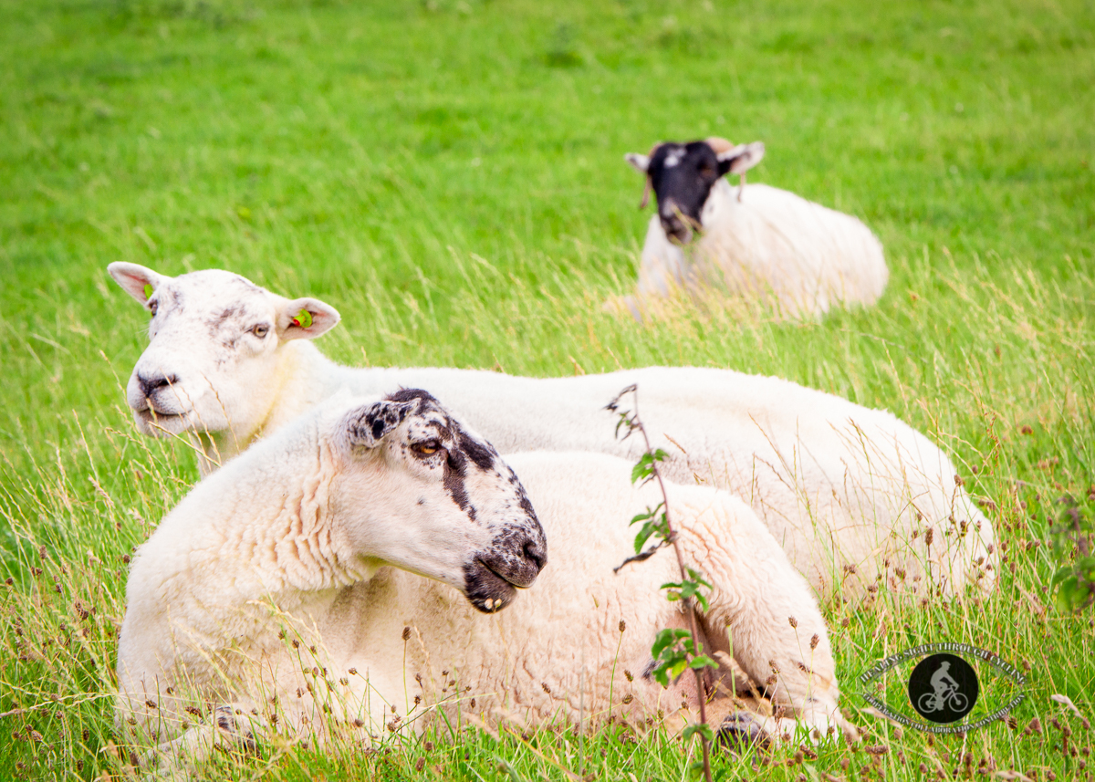 Sheep lying down