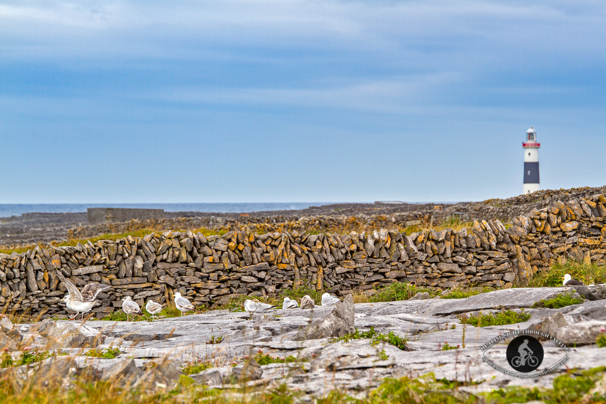 Herring Gulls in the foreground of Inisheer Lighthouse - main