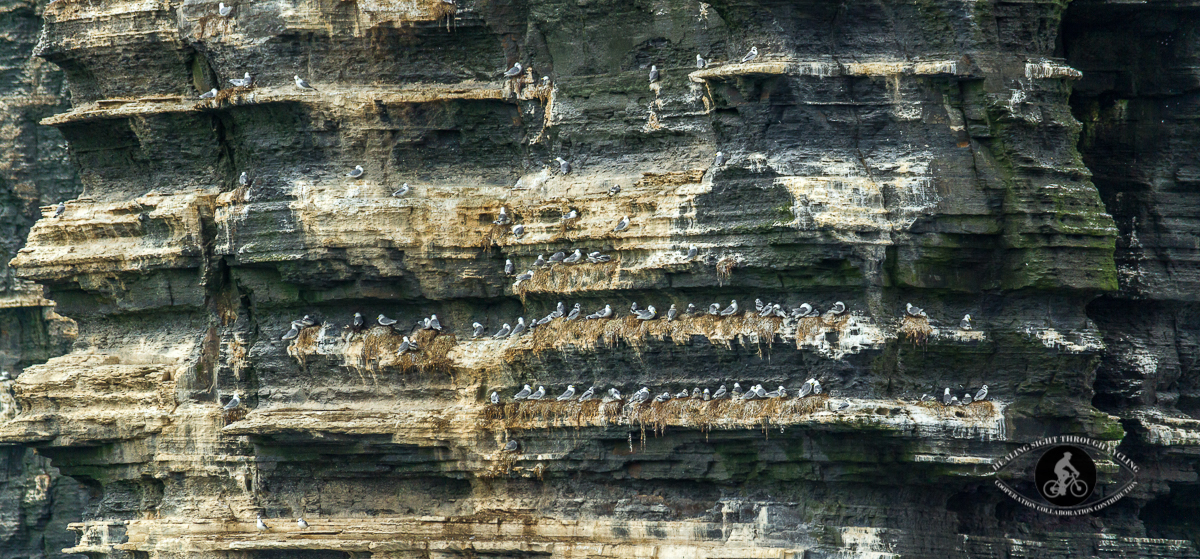 Nesting herring gulls on the walls of the Cliffs of Moher - panorama