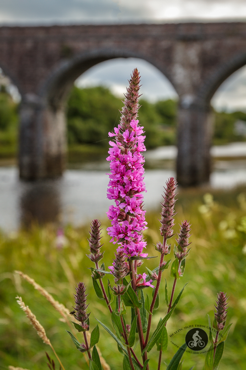 Pink flower in front of arch in Newport Aquaduct - County Mayo