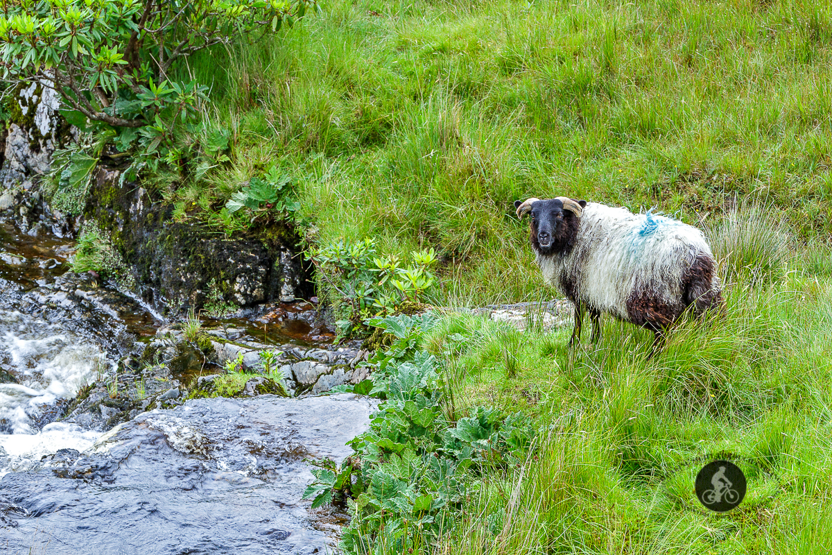 Sheep next to Bunowen River - county Mayo