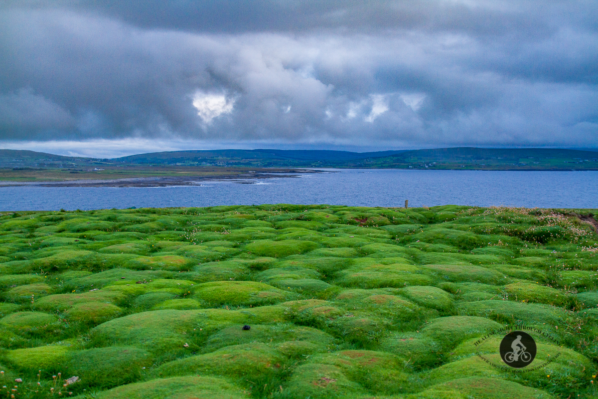 Grass at Downpatrick Dun Briste Sea Stack - looking South-West - North County Mayo