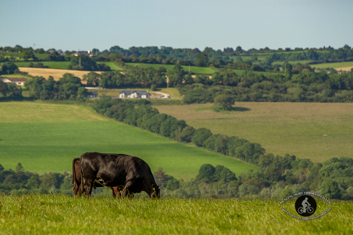 Black cow in the fields