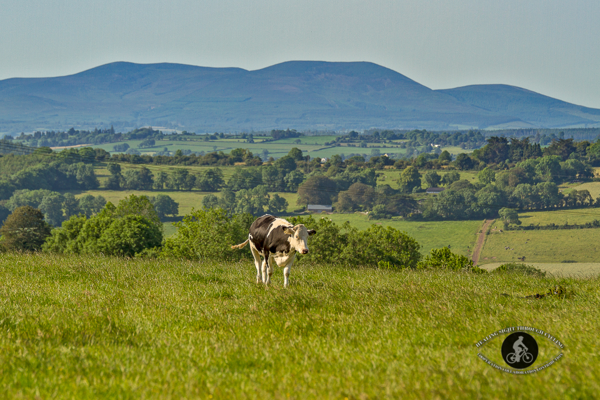 Cow in the fields