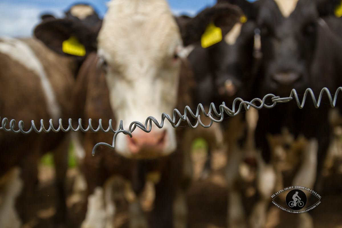 Cows behind electric fence wire