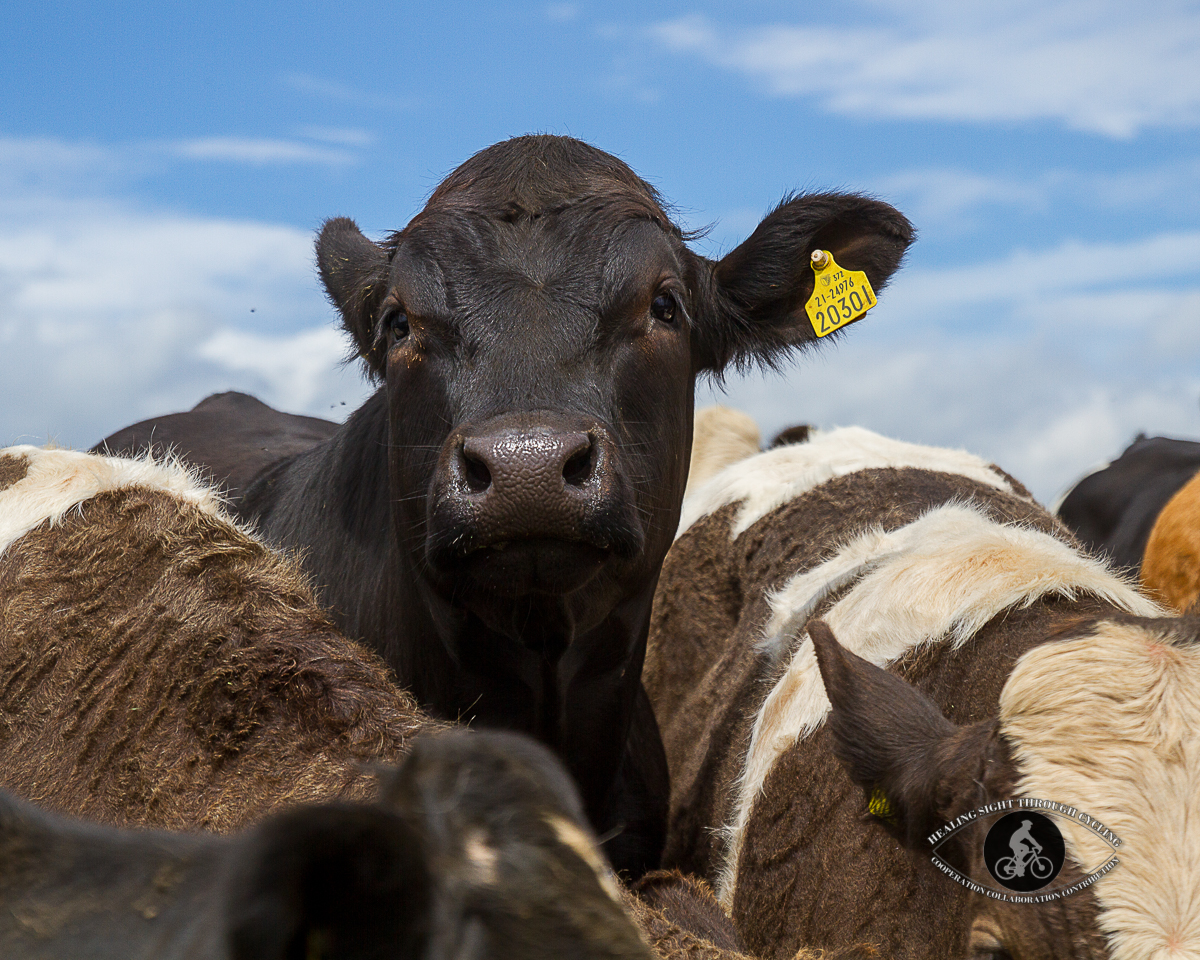 Curious cow in a herd