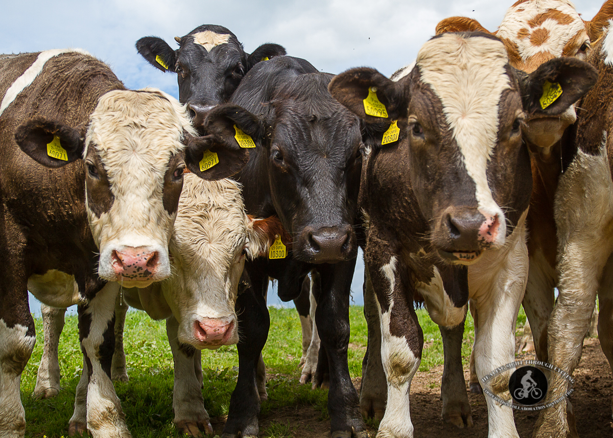 Curious cows - group