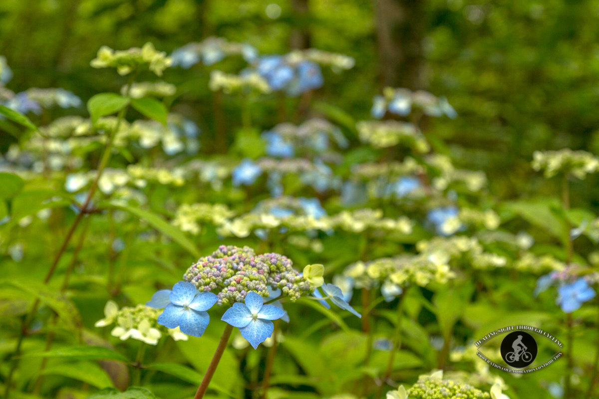 Mount Congreve Gardens - blue and multi-colored flowers