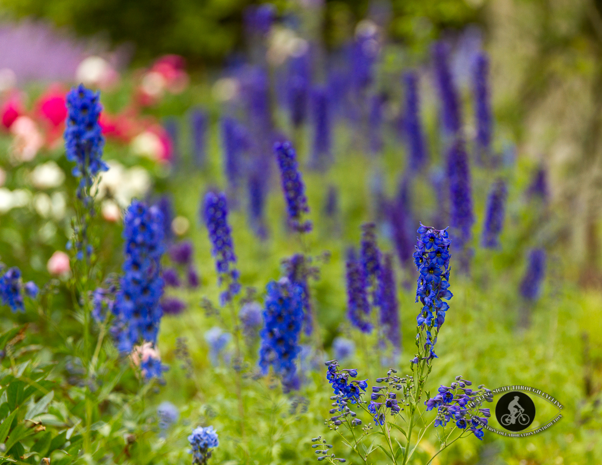 Mount Congreve Gardens - blue flowers