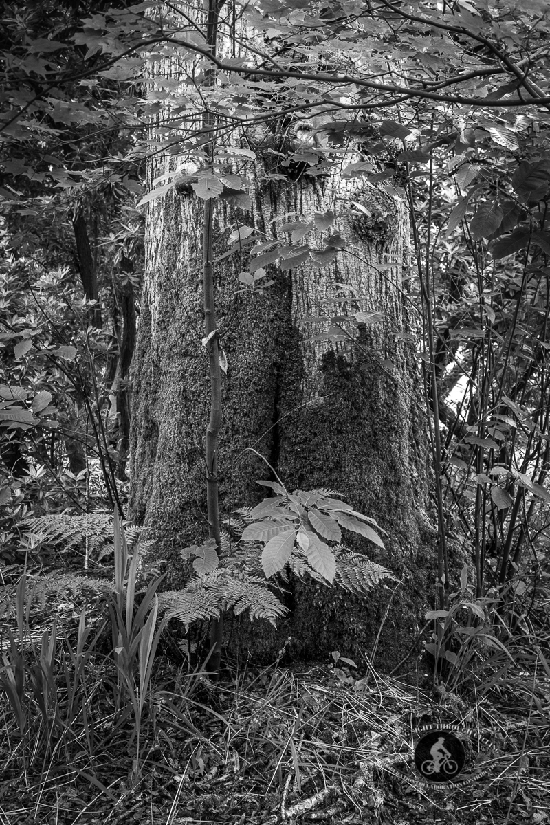 Mount Congreve Gardens - old tree trunk - BW