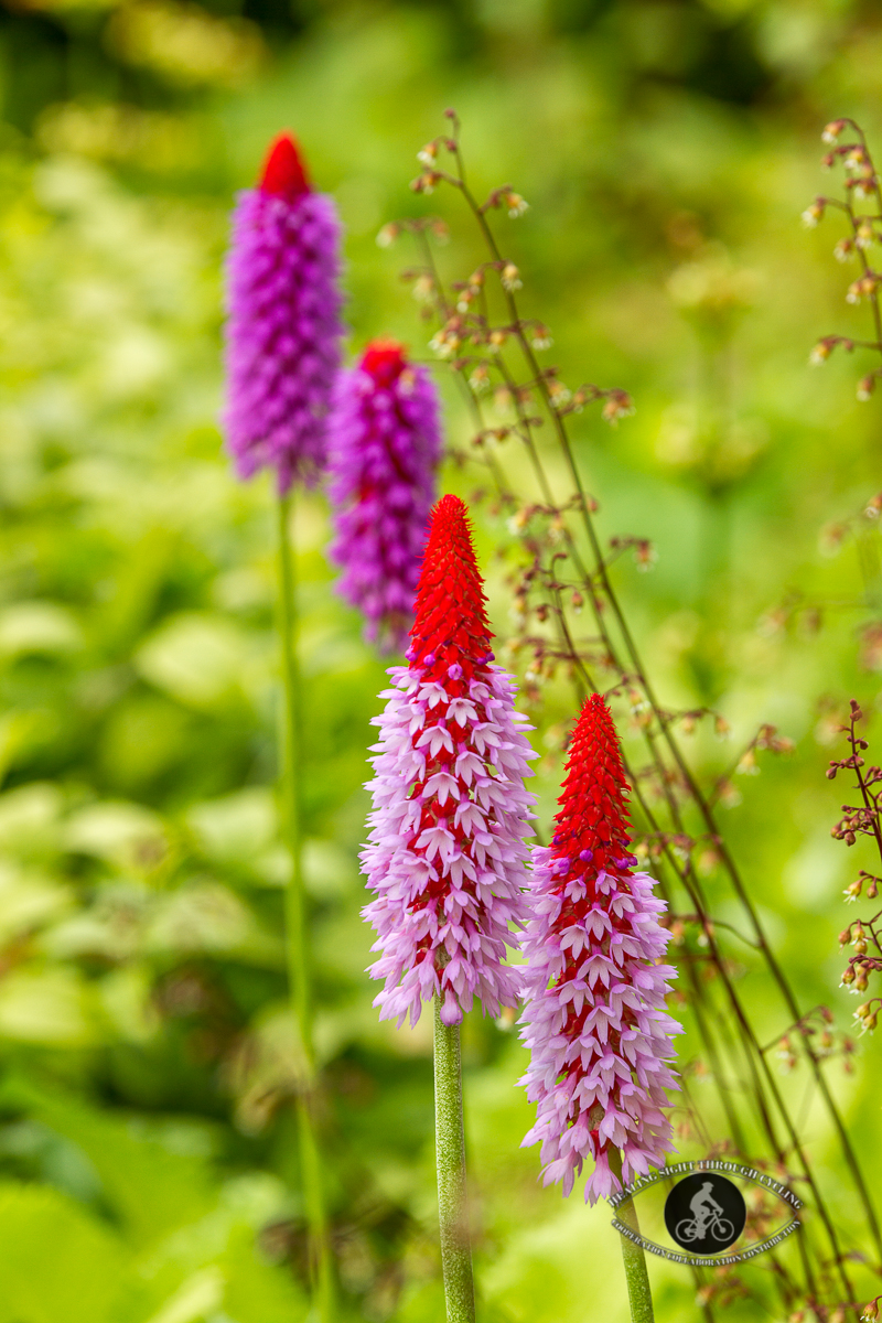 Mount Congreve Gardens - pink and red flowers