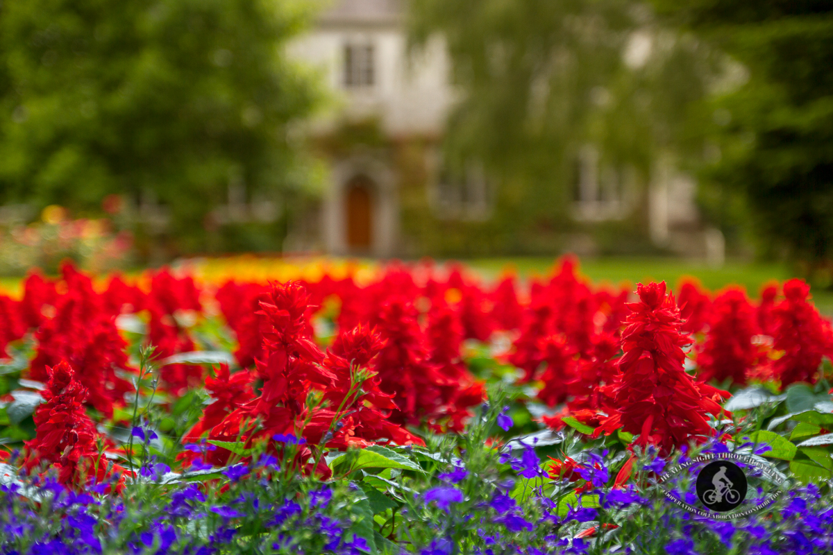 Red flowers in front of University College Cork - County Cork