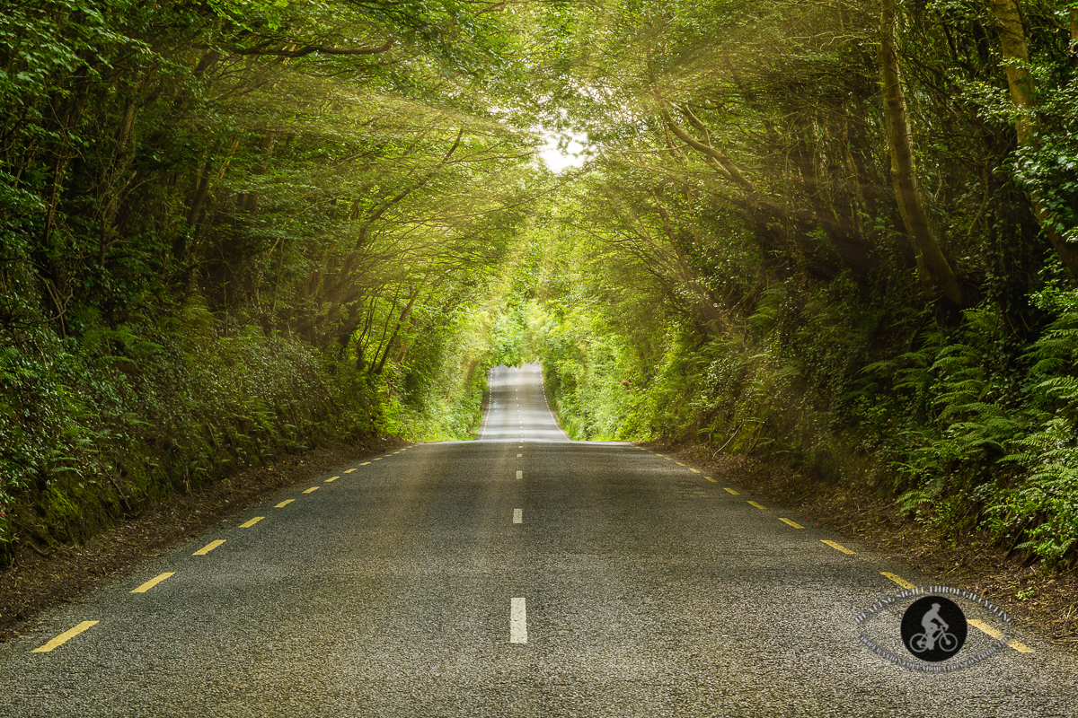 Road through tree tunnel - County Wexford - sunrays